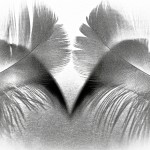 N°5 P comme ... Plume