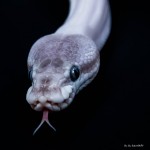 N°8 P comme...Python