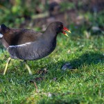 N°9 Poule d'eau
