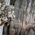 Pareidolie - Guy Feltz