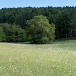 Le noyer