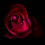 La rose carmin. Auteure : Lisa