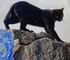 Photo de Gilbert, Titre : « Chat perché à El Cotillo (île de Fuerteventura) »