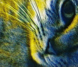 Photo de Iza, Titre : « Tranquille sur le canap... »