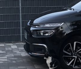 Photo de Gérard, Titre : « Le gardien du parking. »