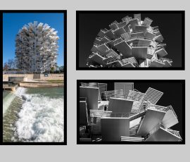 Photo de Robert, Titre : « L'arbre blanc de Montpelier »