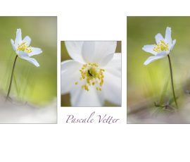 Photo de Pascale, Titre : « Anémone sylvie en triptyque »