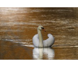 Photo de Alain, Titre : « Danse sur l'eau orangée »