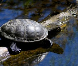 N° 16 Gertrude prend un bain de soleil