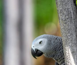 N° 09 Perroquet gris du Gabon