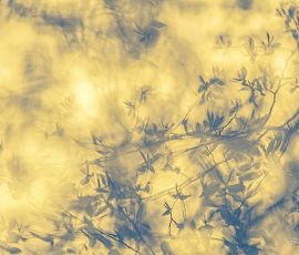 Photo de Pascale, Titre : « Murmures du reflet »